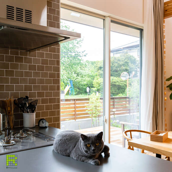 R+houseの物件の写真です。グレーのキッチンの上に寝転がるグレーの猫が映っています。