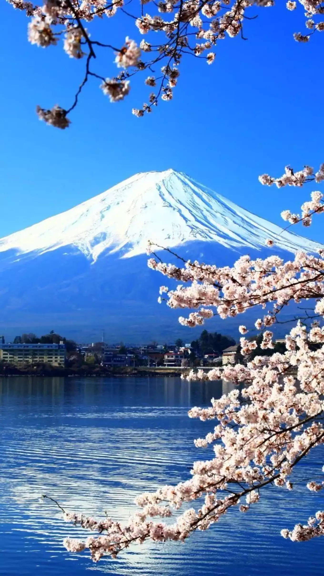 富士山 湖 桜