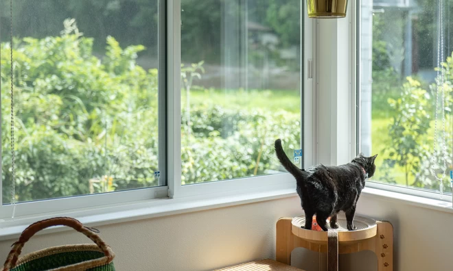 キャットウォークを歩く黒猫