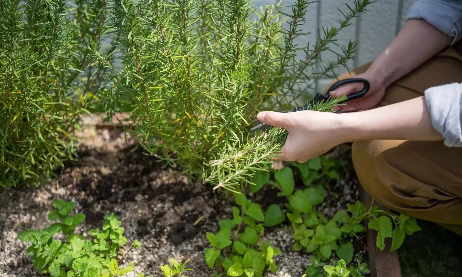 庭で育った植物を採取する様子