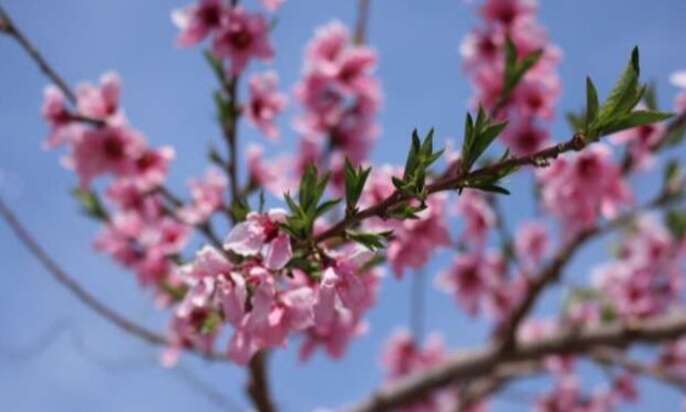 monoの花