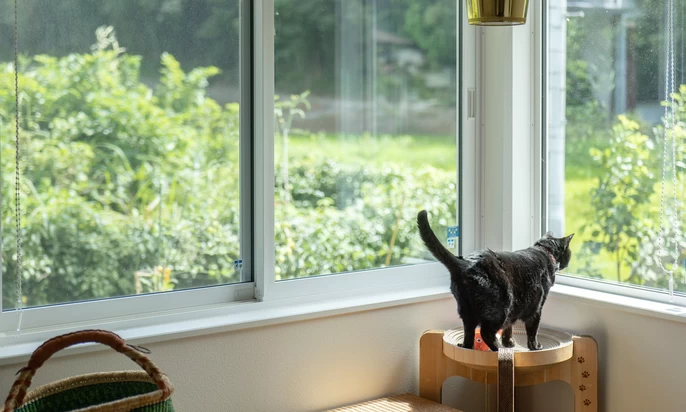 キャットウォークを歩く黒猫